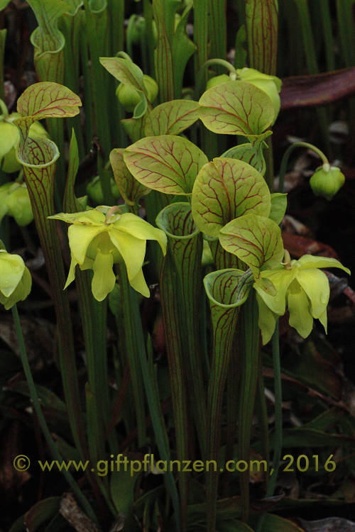 Kleine Schlauchpflanze (Sarracenia minor)