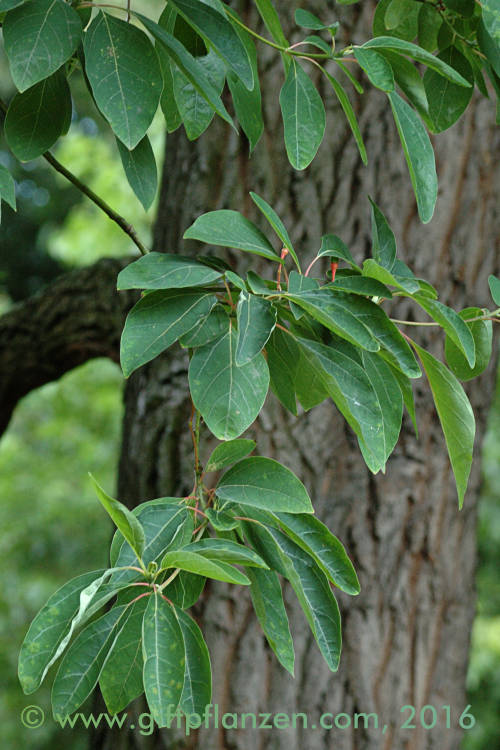 Amerikanischer Fieberbaum (Sassafras albidum)