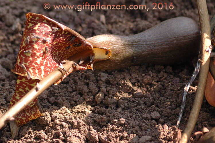 Eidechsenwurz (Sauromatum guttatum)