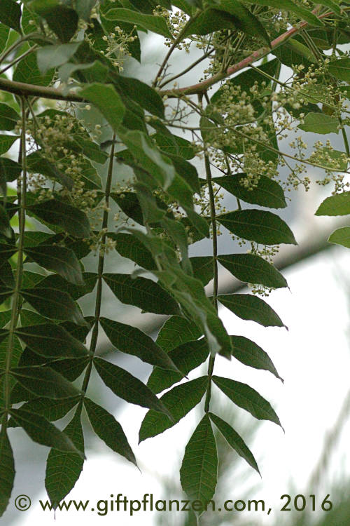 Brasilianischer Pfefferbaum (Schinus terebinthifolius)