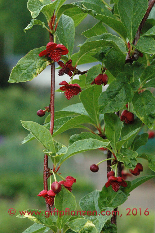 Rotes Spaltkörbchen (Schisandra rubriflora)