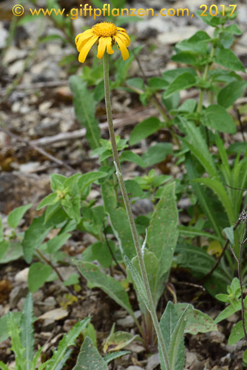 Gemswurzgreiskraut (Senecio doronicum)