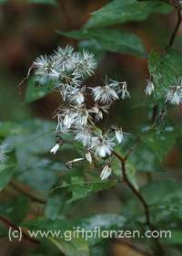 Samenstand Fuchssches Kreuzkraut Senecio fuchsii