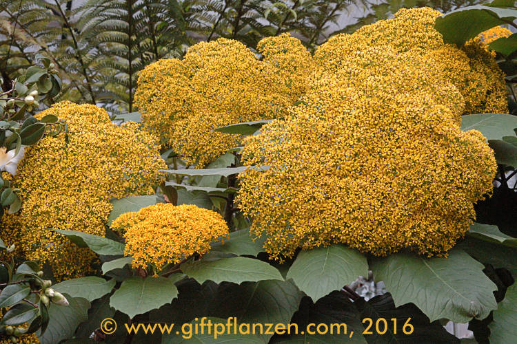 Groblttriges Kreuzkraut (Senecio grandifolius)