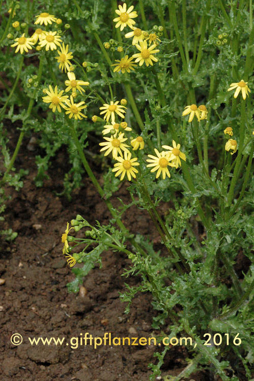 Frhlingsgreiskraut (Senecio vernalis)