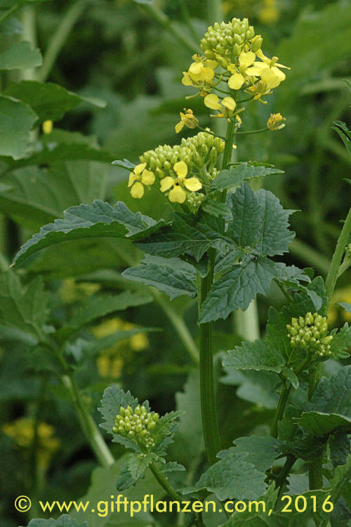 Weier Senf (Sinapis alba)