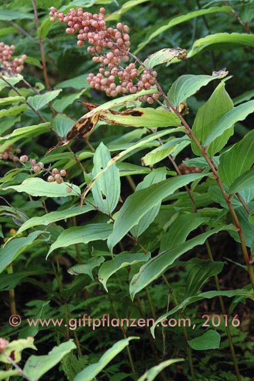 Traubige Schattenblume (Smilacina racemosa)