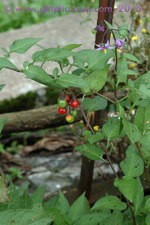 Bitterser Nachtschatten (Solanum dulcamara)