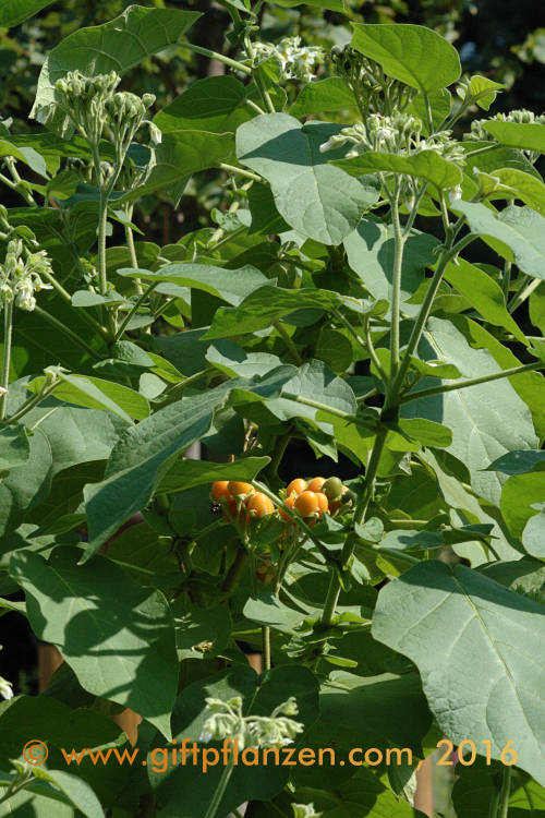 Wolliger Nachtschatten (Solanum mauritianum)