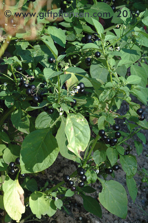 Kulturnachtschatten (Solanum melanocerasum)