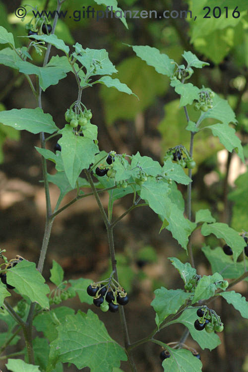 Schwarzer Nachtschatten (Solanum nigrum)