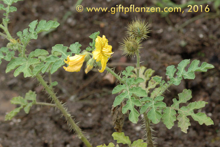 Bffelklette (Solanum rostratum)