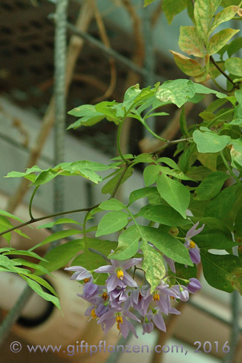 Kartoffelranke (Solanum seaforthianum)