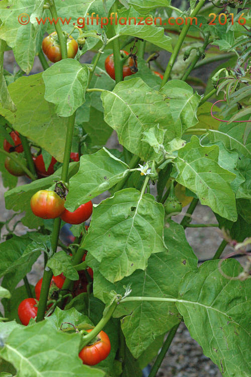 Menschenfressertomate (Solanum uporo)