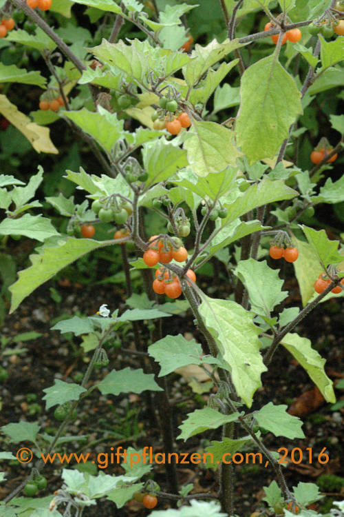 Gelber Nachtschatten (Solanum villosum)