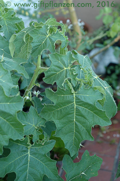 Kantakari (Solanum xanthocarpum)