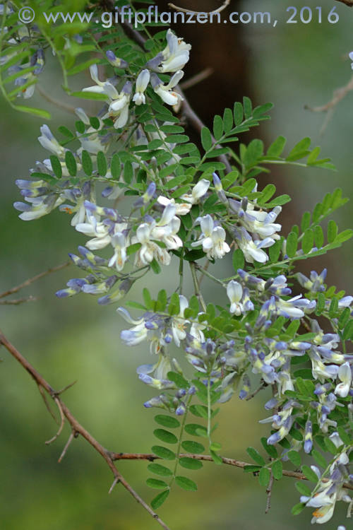 Wickenblttriger Schnurbaum (Sophora davidii)