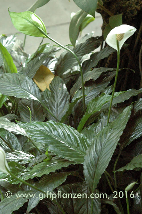 Einblatt (Spathiphyllum wallisii)