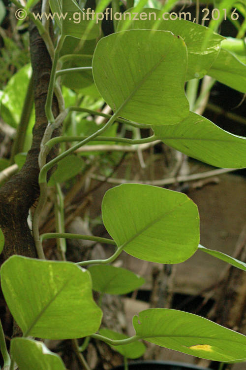 Geschwnzte Pfeilgiftliane (Strophanthus caudatus)