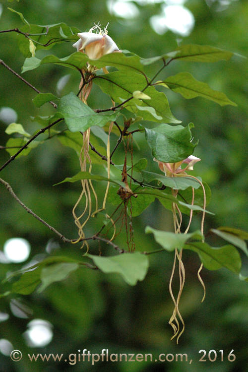 Sdafrikanische Korkenzieherblume (Strophanthus petersianus)