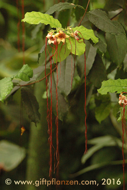 Westafrikanische Korkenzieherblume (Strophanthus preussii)