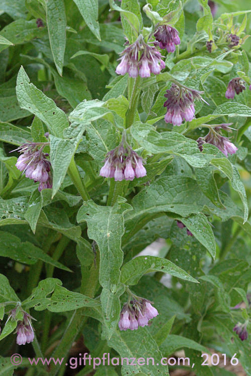 Gemeiner Beinwell (Symphytum officinale)