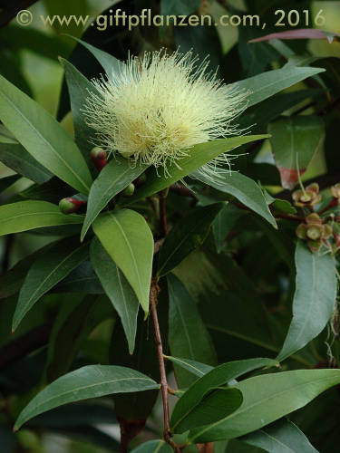 Rosenapfel (Syzygium jambos)