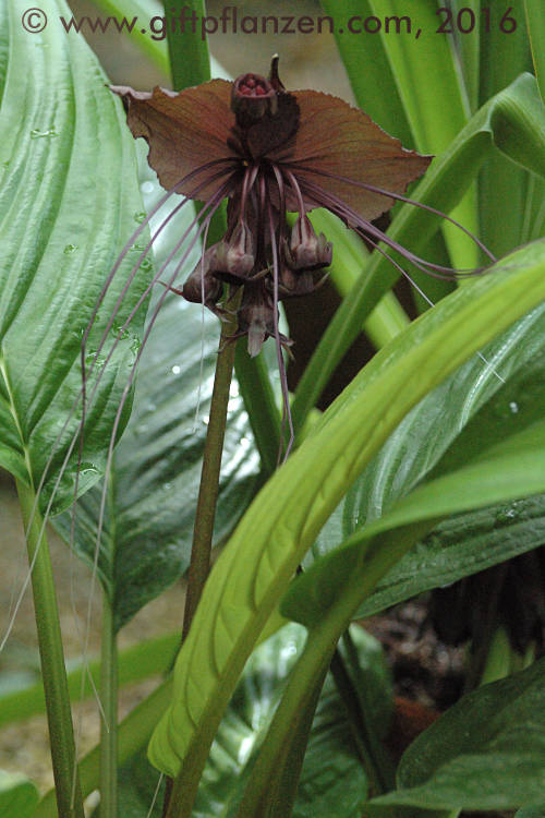 Fledermausblume (Tacca chantrieri)