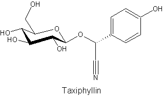 Taxiphyllin