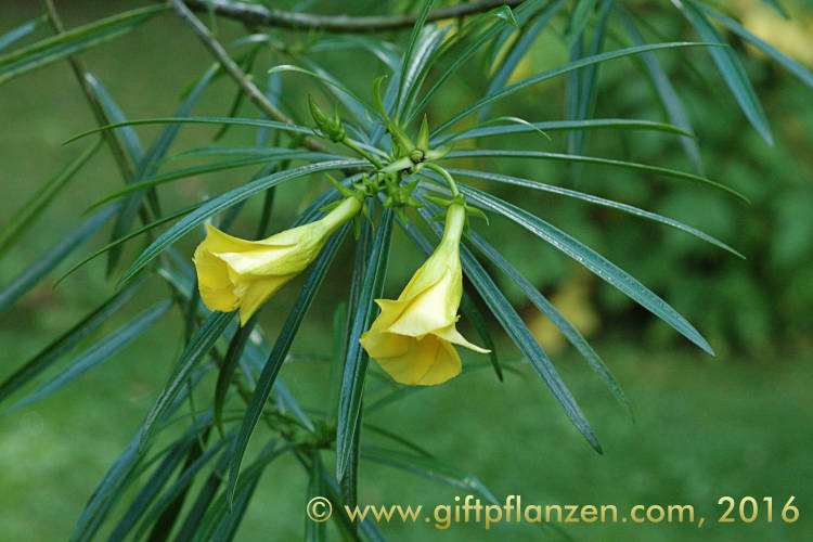 Gelber Oleander (Thevetia peruviana)