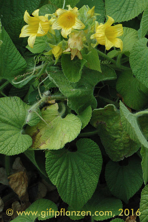 Quetschgurke (Thladiantha dubia)