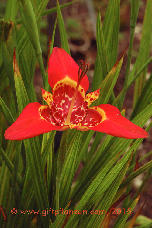 Tigerblume
