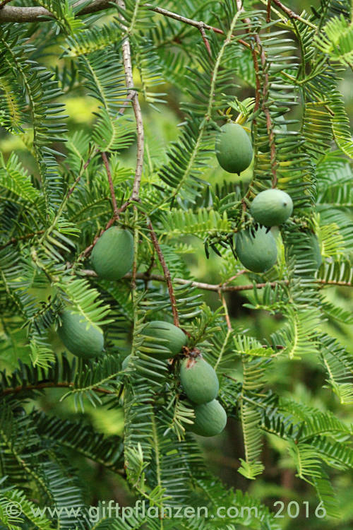 Japanische Nueibe (Torreya nucifera)