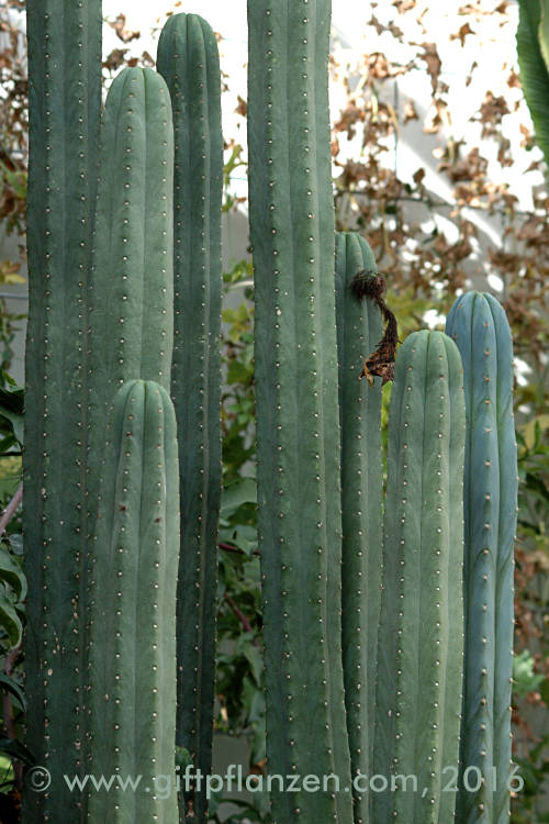 San-Pedro-Kaktus (Trichocereus pachanoi)