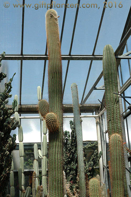 Pasakana-Stangenkaktus (Trichocereus pasacana)