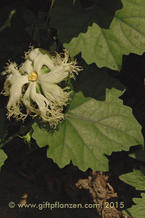 Schlangenhaargurke (Trichosanthes cucumerina)