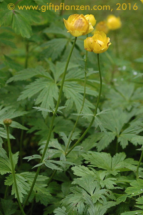 Europische Trollblume (Trollius europaeus)