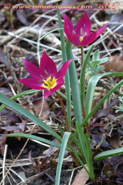 Mesopotamische Zwergtulpe (Tulipa pulchella)