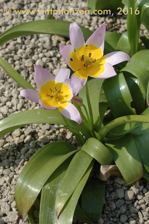 Kretische Tulpe (Tulipa saxatilis)