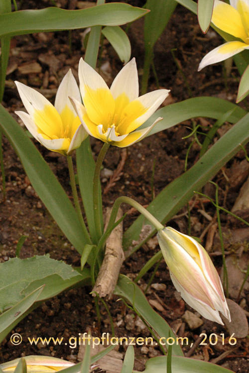 Zwergsterntulpe (Tulipa tarda)