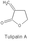 Tulipalin A