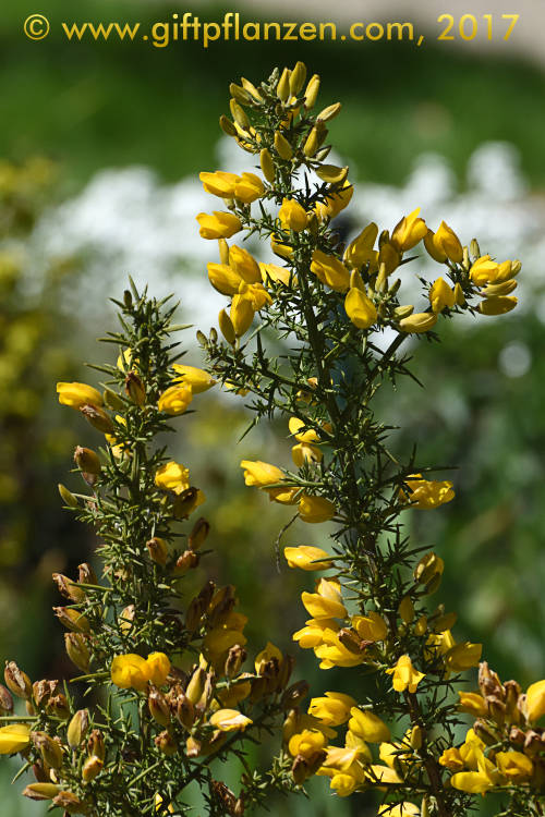 Stechginster (Ulex europaeus)