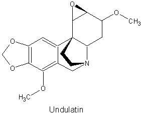 Undulatin