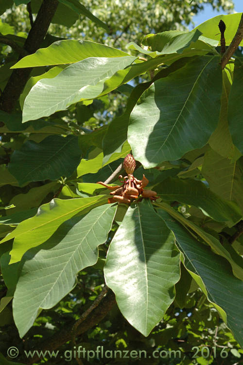 Mexikanische Rokastanie (Ungnadia speciosa)