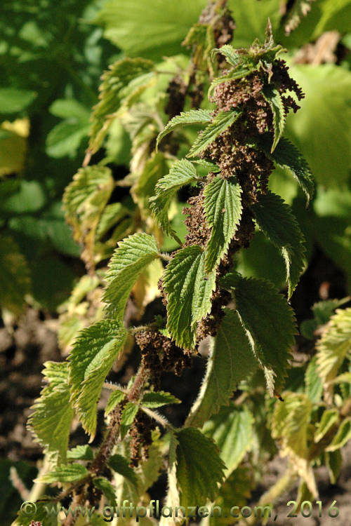 Geschwnzte Brennessel (Urtica dubia)