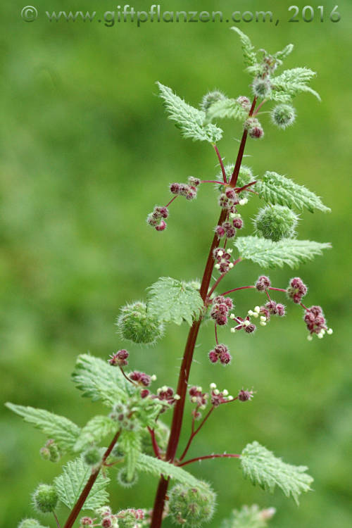 Pillenbrennessel (Urtica pilulifera)