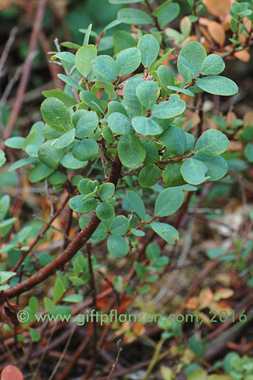 Rauschbeere (Vaccinium uliginosum)