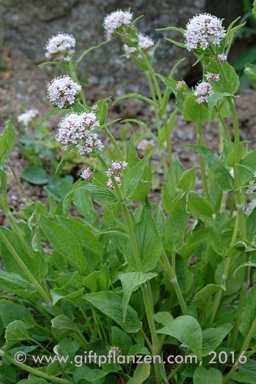 Dreiblttriger Baldrian (Valeriana tripteris)