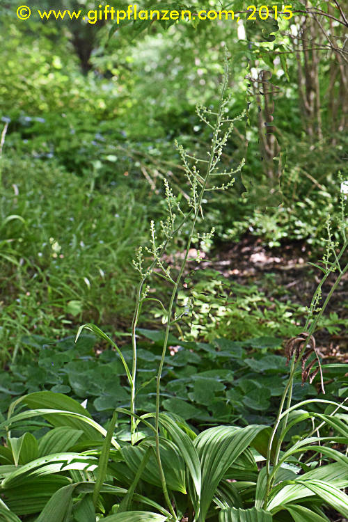 Japanischer Germer (Veratrum maackii )