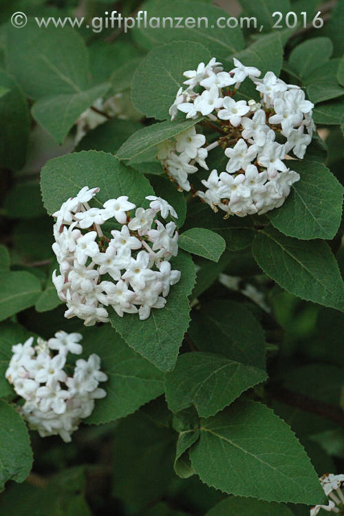 Koreanischer Schneeball (Viburnum carlesii)